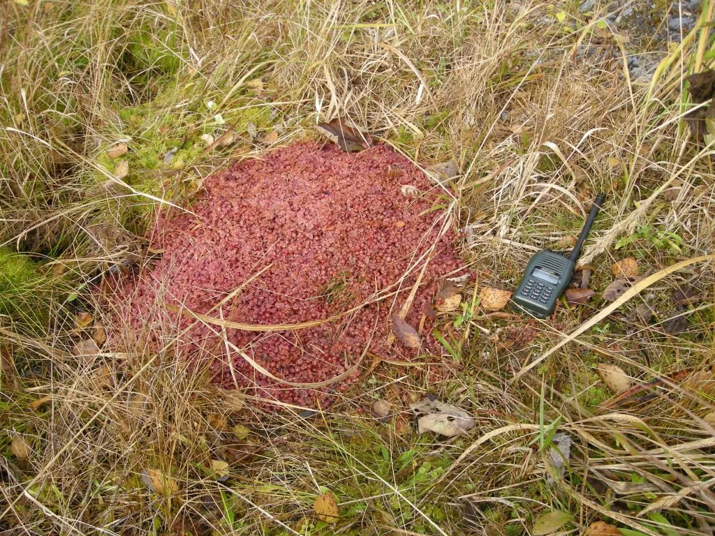 Seuran kuva-arkisto – kuva 15