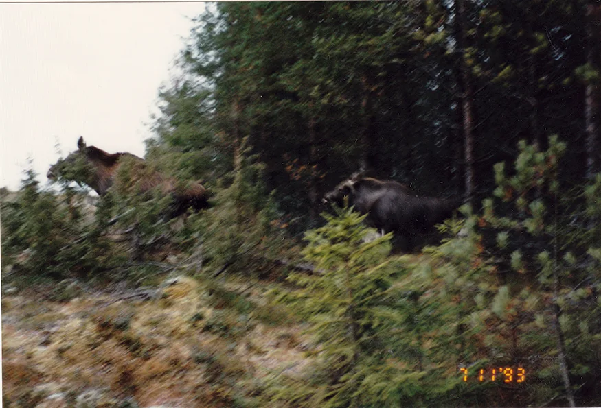 Seuran kuva-arkisto – kuva 39