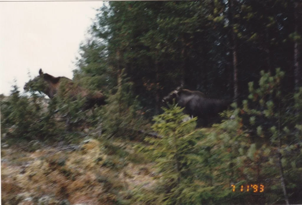 Seuran kuva-arkisto – kuva 55